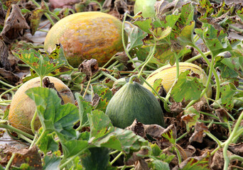 Melon grows in open organic soil