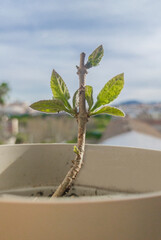 Pawlonia cutting growing in an urban environment