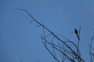 Pássaro do cerrado no céu azul