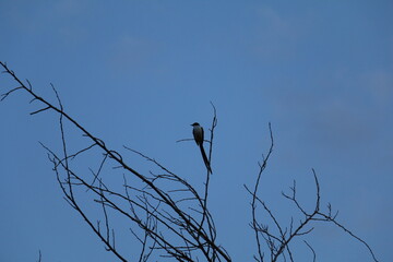 Pássaro do cerrado no céu azul
