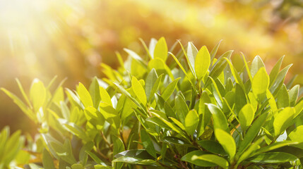 close up of green leaves, nature background