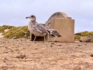 California Gull on Morro Bay beach.