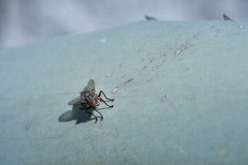 detail of a fly perched in the sun on a huge leaf of an agave plant. The tones are bluish and green. Tequila production plant