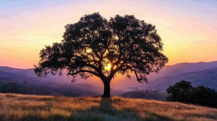 Fototapeta premium Photo of a lone tree amidst the colors of the sunset. The shadow of the tree looks peaceful.