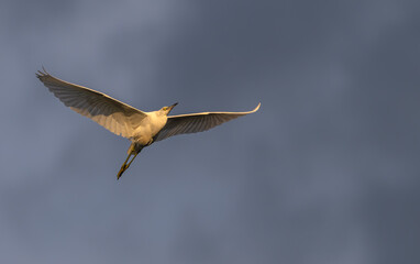 Juvenile little blue heron in flight at sunset against a cloudy sky.