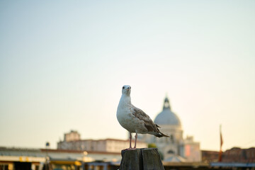 Venice and its canals ,boats,sculptures and birds