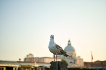 Venice and its birds , canals and ancient buildings  