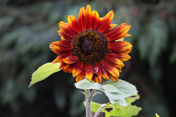 Beautiful red sunflower in summer, close up