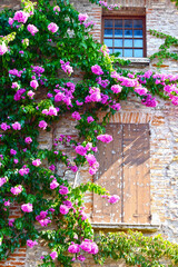 Bougainvillea Strauch in Sirmione am Gardasee	