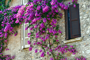 Bougainvillea Strauch in Sirmione am Gardasee	