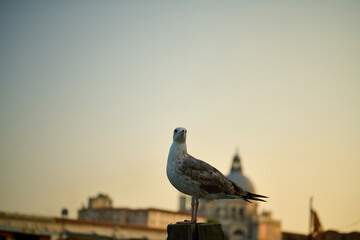 Venice and its canals ,boats,sculptures and birds