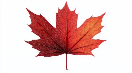 Artistic autumn maple leaf, sharp red and orange hues with precise vein detailing, cleanly isolated on a white background, bold and elegant design