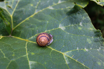 Caracol pequeño de jardín saliendo de su caparazón, espiral amarillo con líneas, sobre hoja en la naturaleza