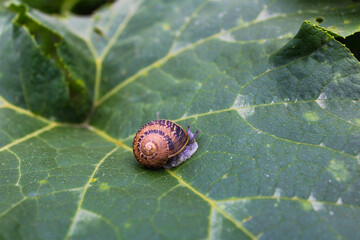 Caracol pequeño de jardín saliendo de su caparazón, espiral amarillo con líneas, sobre hoja en la naturaleza
