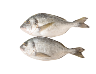 Two fresh sea breams on transparent background