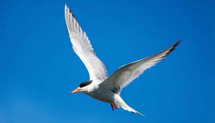 Fototapeta premium seagull in flight