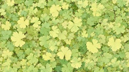 Sycamore tree leaves in light green and yellow creating a soft natural texture