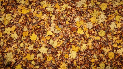 Vibrant layers of sycamore leaves in rich brown and gold hues