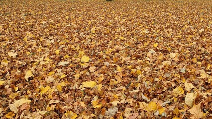 Obraz premium Vibrant layers of sycamore leaves in rich brown and gold hues
