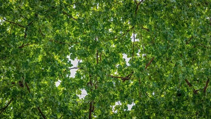 Fototapeta premium Lush grapevine leaves in deep green textured with light filtering through
