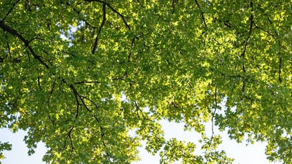 Fototapeta premium Vibrant green oak leaves creating intricate patterns under sunlight
