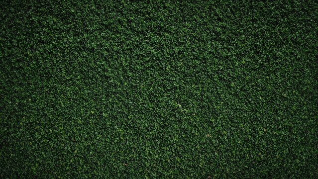 Lush boxwood leaves in deep green creating a formal garden background