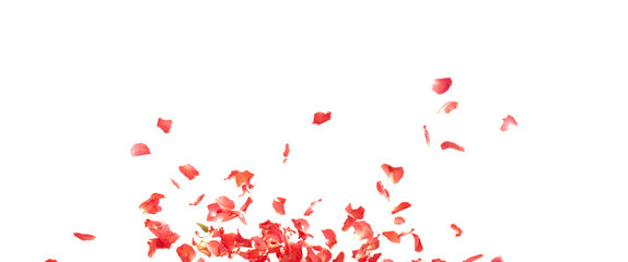 Red rose petals falling romantic white background isolated with real photo red rose flower petals flying. Love, romance floral spring season, wedding invitation red rose petals in mid air