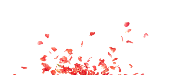 Red rose petals falling romantic white background isolated with real photo red rose flower petals flying. Love, romance floral spring season, wedding invitation red rose petals in mid air