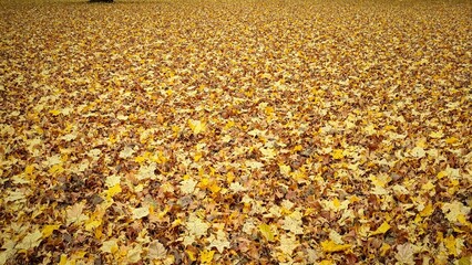 Obraz premium Vibrant yellow and brown sycamore leaves blanket the ground in a rich autumnal display