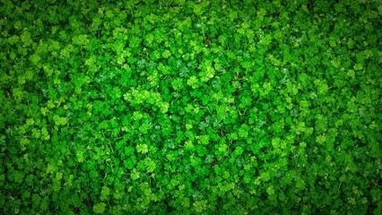 Vibrant green cilantro leaves create fresh intricate background texture