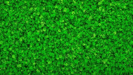 Fototapeta premium Vibrant green cilantro leaves create fresh intricate background texture