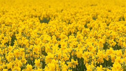 Obraz premium Vibrant golden daffodils bloom evoking springs renewal and optimism