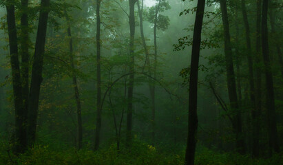 Mysterious green foggy forest during autumn day with trees