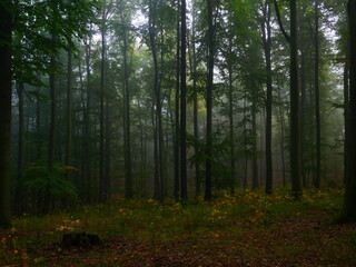 Mysterious green foggy forest during autumn day with trees