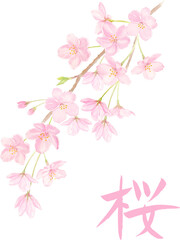 水彩で描いた桜と桜の筆文字