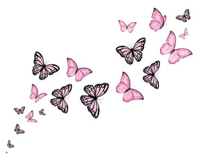 flock new butterfly pink art vector butterfly	
