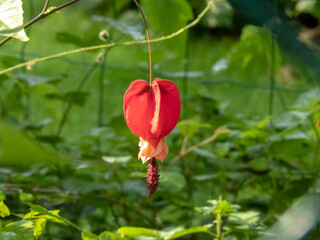 Abutilon megapotamicum or Callianthe megapotamica or trailing abutilon red hanging flower