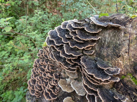 Trametes versicolor polypore mushroom