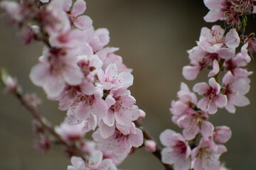 Obraz premium flores de durazno