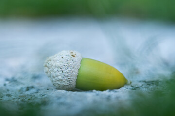 A bright green acorn is on a white granite rock on an out of focus blueish background. It is a sign of birth, growth, potential energy and future.