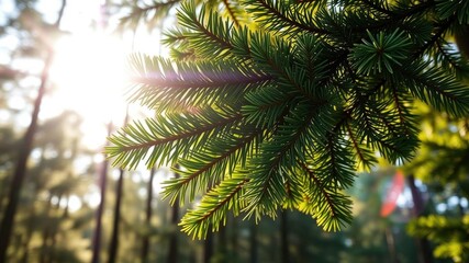 Fototapeta premium A close-up shot of a lush pine-tree oak branch covered in vibrant green leaves, under the golden sunlight of a peaceful forest setting, sunlight, close-up