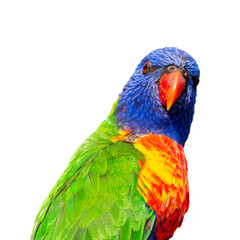 The rainbow lorikeet is a species of parrot found in Australia. It is common along the eastern seaboard, from northern Queensland to South Australia.