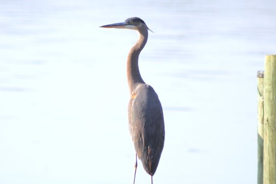 great blue heron on the beach