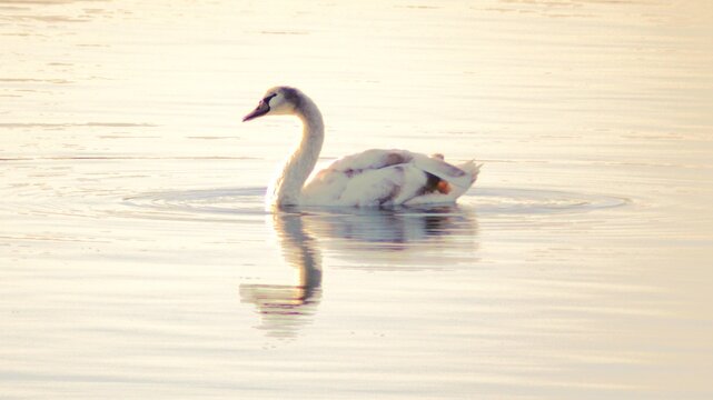 Dream-like swan on the lake with reflections in water