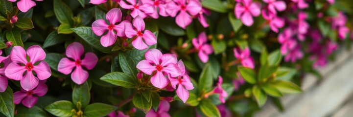 Vibrant pink flowers in full bloom, showcasing delicate petals and lush green leaves, nature, petals