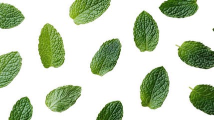 green leaf clipart transparent background