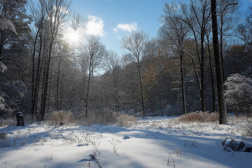 Fototapeta premium snowy winter daytime landscape with snowy trees and falling snow, generative AI