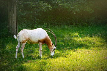 Fototapeta premium Oryx antelope grazing on a green meadow