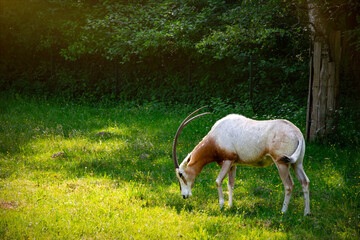 Oryx antelope grazing on a green meadow