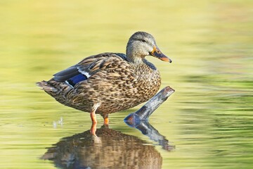 Female Mallard on stick in water.
